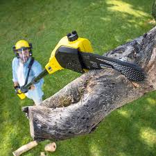 Wauchula, FL Tree Care Company