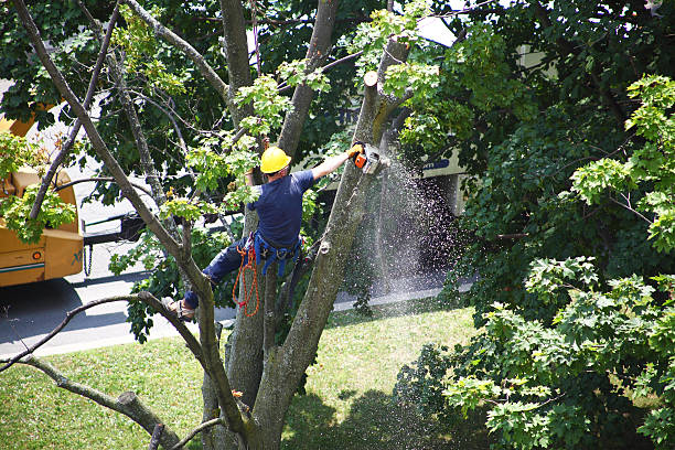 How Our Tree Care Process Works  in  Wauchula, FL